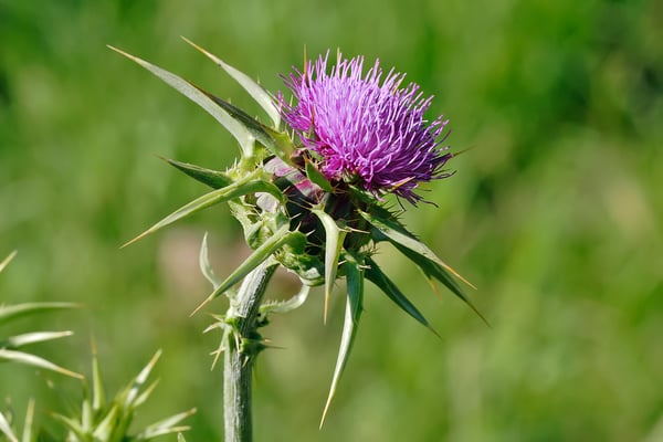 Milk Thistle to aid your bodys natural ability to detox